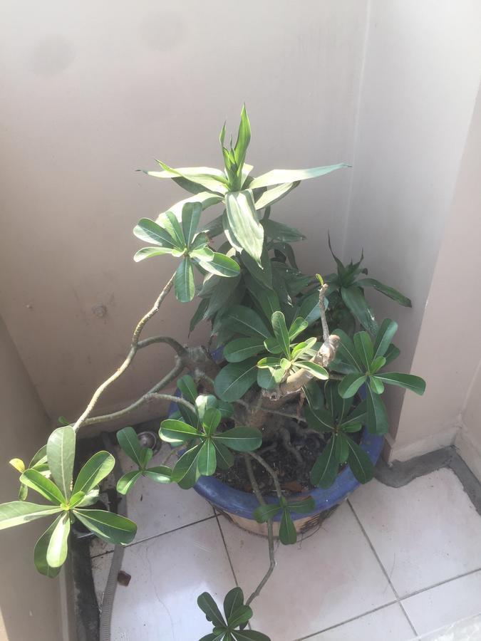 B.V.I Guest House Ho Şi Min Dış mekan fotoğraf